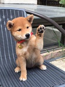 娱乐吃瓜君第一次见狗,萌态百出瞬间圈粉