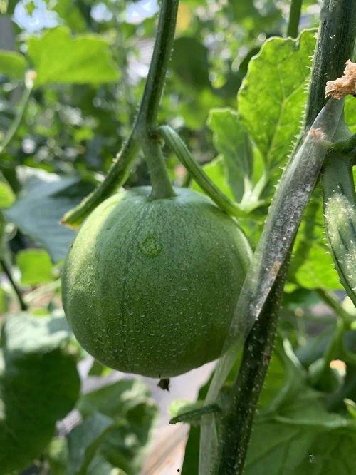 娱乐吃瓜公司,揭秘娱乐圈幕后那些事儿