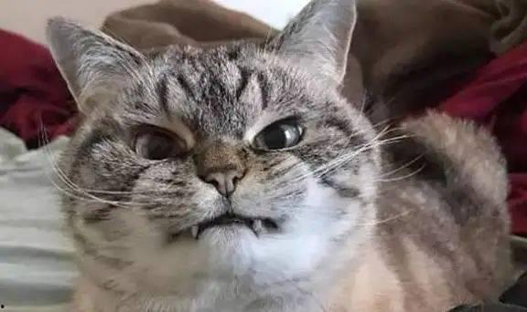 娱乐吃瓜酱社恐猫咪,社恐猫咪的娱乐吃瓜日常